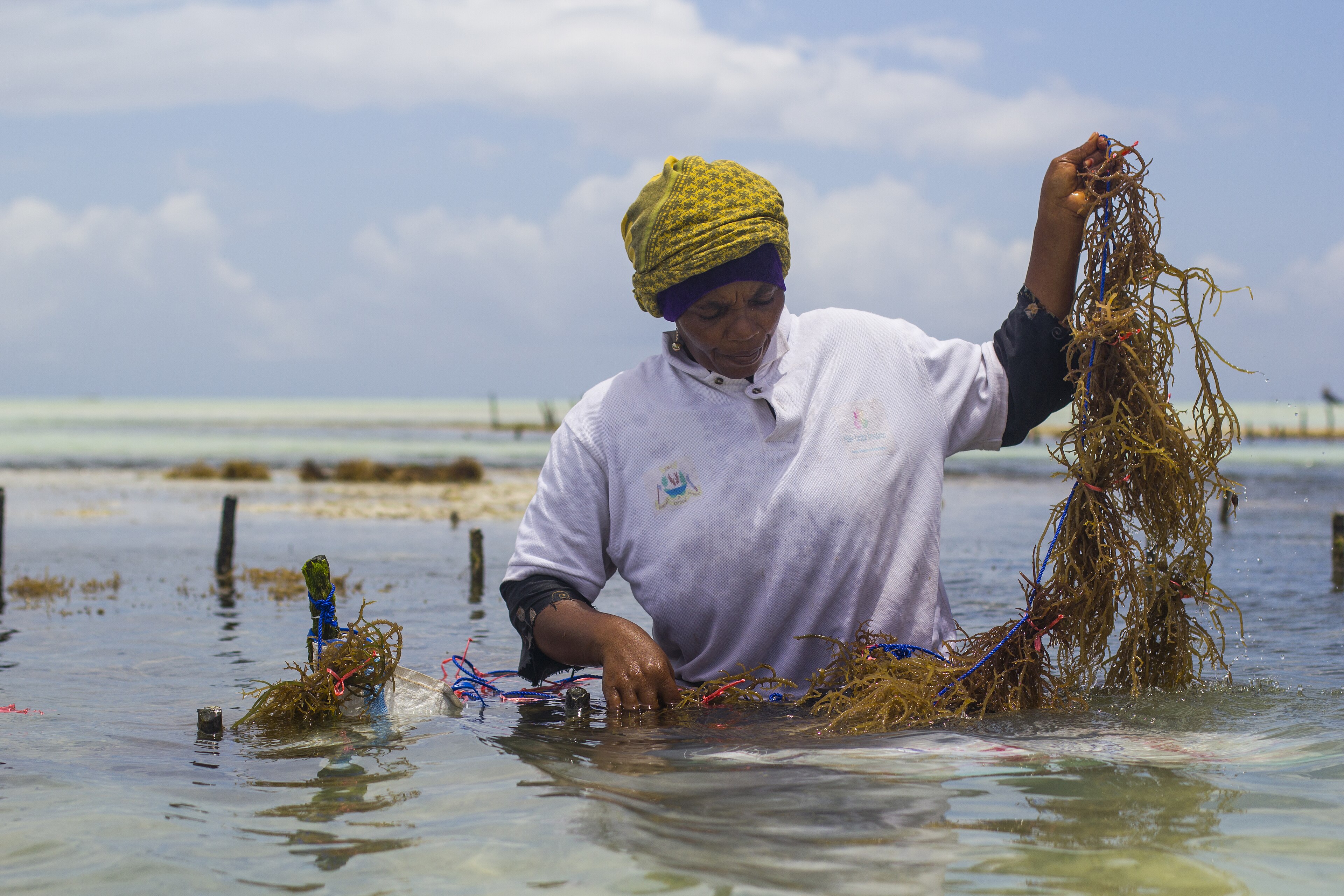 Women harvesting farmed seaweed in shallow lagoon water