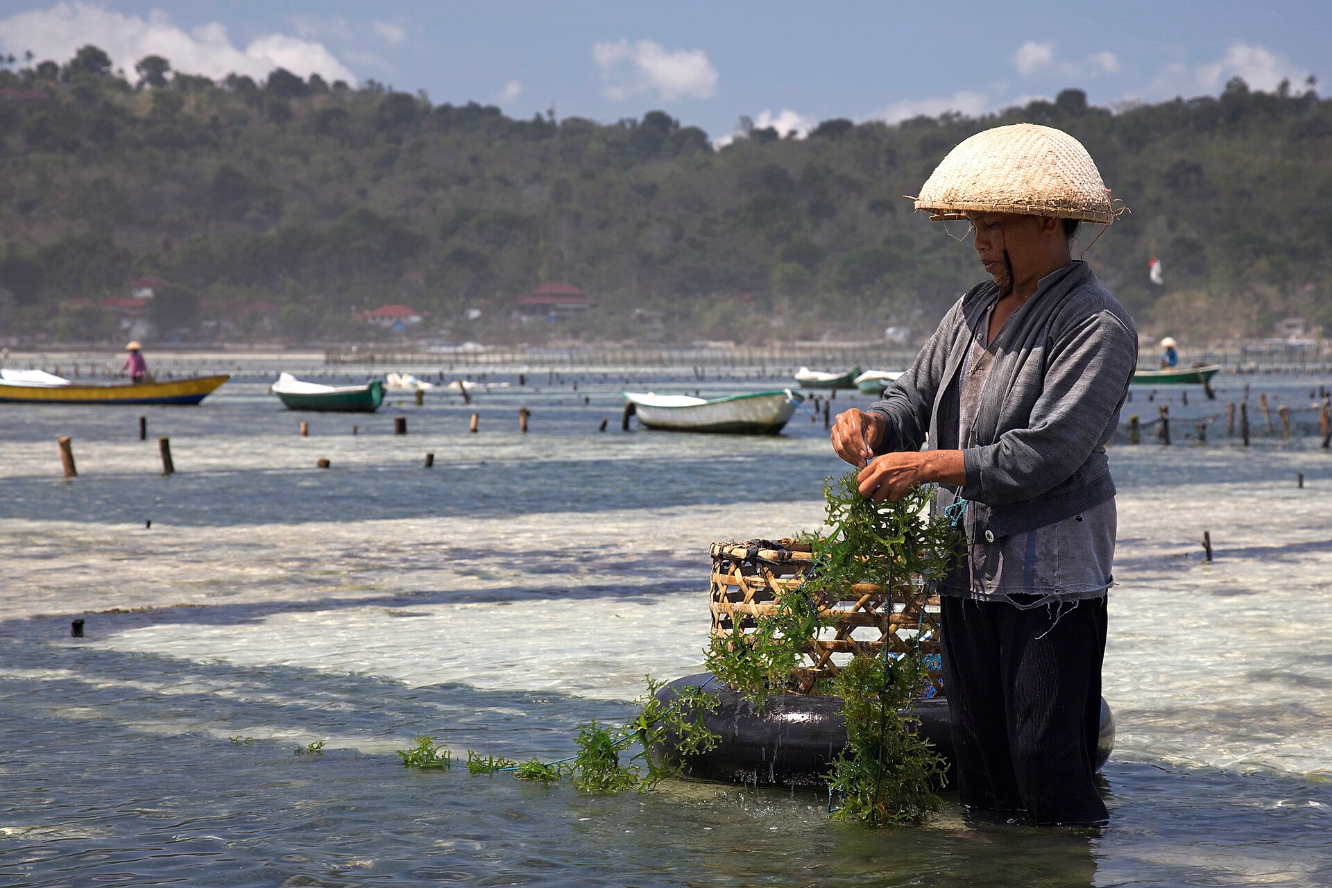 A farmer tending lines of cultivated seaweed in shallow water